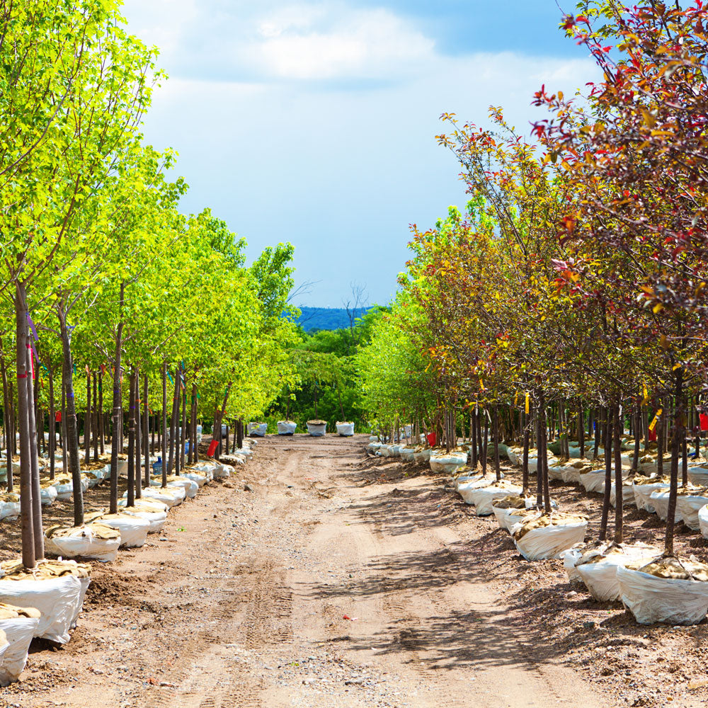 Summer Planting with Root Rescue Transplanter